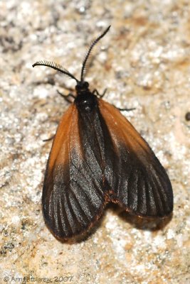 Orange-patched Smoky Moth