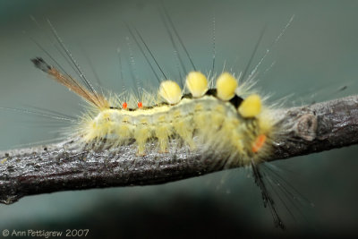 White-marked Tussock Moth Caterpillar