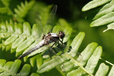 Chalk-fronted Corporal