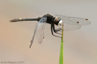 Dot-tailed Whiteface