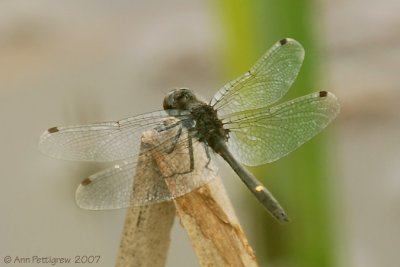 Dot-tailed Whiteface