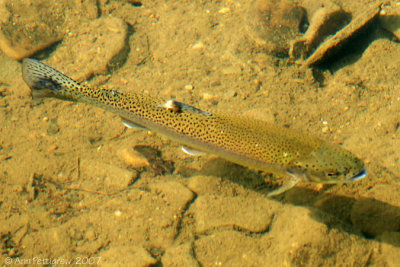 Rainbow Trout