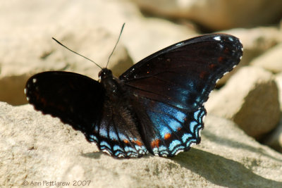 Red-spotted Purple/White Admiral Intergrade