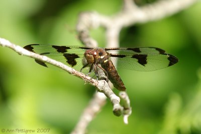 Twelve-spotted Skimmer - Female