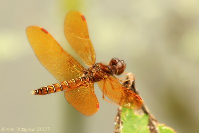 Eastern Amberwing - Male