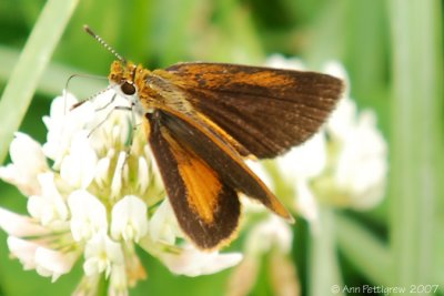 Least Skipper