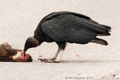 Black Vulture