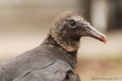 Black Vulture