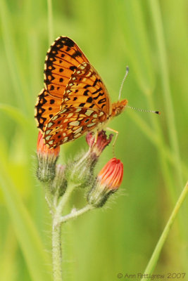 Silver-bordered Fritillary