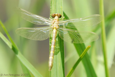 Teneral Dragonfly