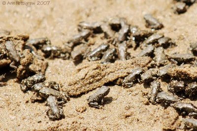 Toadlets