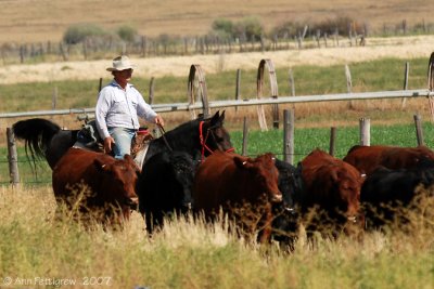 Cattle Crossing - Utah