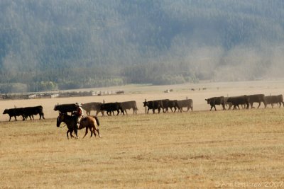 Cattle Crossing in Idaho