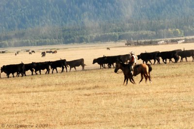Cattle Crossing in Idaho