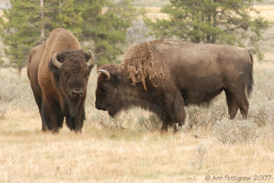 Courting Bison