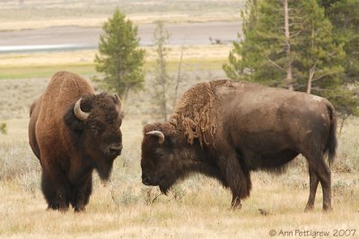 Courting Bison