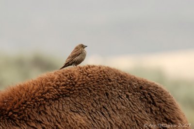 Cowbird on Bison