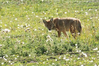 Coyote