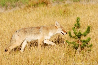 Coyote