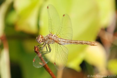 Variegated Meadowhawk