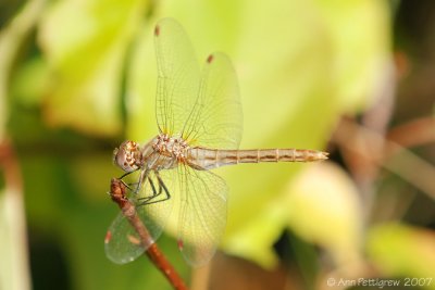 Variegated Dragonfly