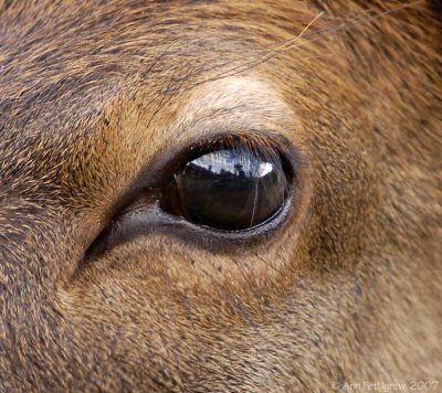 Elk Calf's Eye