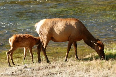 Elk Cow & Calf