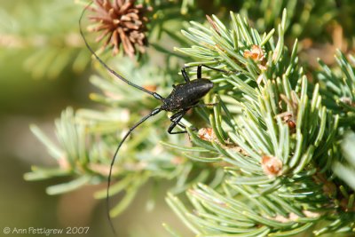 Long-horned Beetle sp.