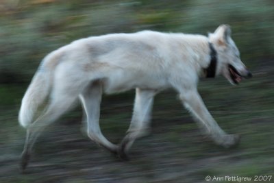 On the Move - Hayden Pack Alpha Female