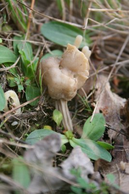 Helvella crispa