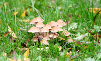 Psathyrella hydrophila (Crumble cap)