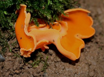 Aleuria aurantia (Orange Peel Fungus)