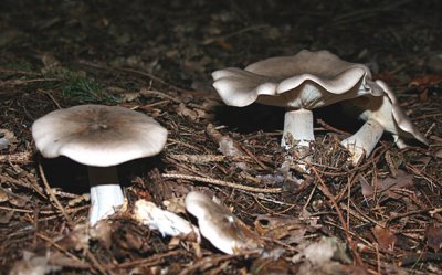 Clitocybe nebularis (Clouded agaric)