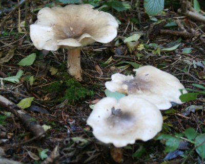 Clitocybe nebularis (Clouded agaric)