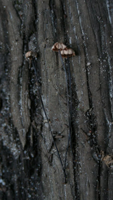 Marasmius androsaceus (Horse Hair Fungus)