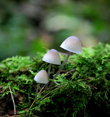 Mycena sp   ( Stump Bellcap.?)