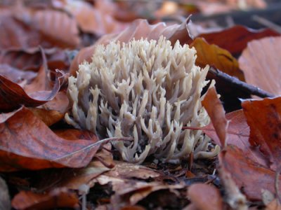 Clavulina cinerea (grey coral fungus)