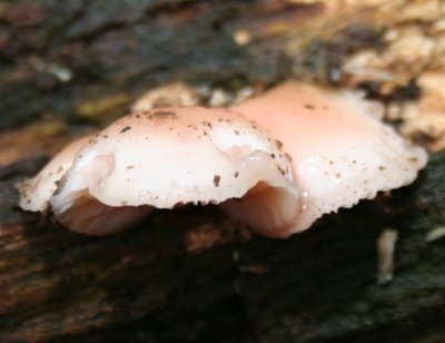 Rhodotus palmatus  (Apricot Fungus )