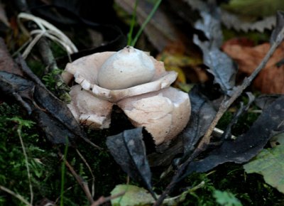 Geastrum triplex.(Collared Earthstar)