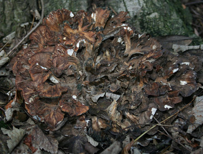 Grifola frondosa.(Hen of the Woods)