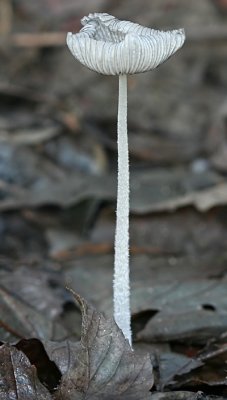 Coprinus lagopus.