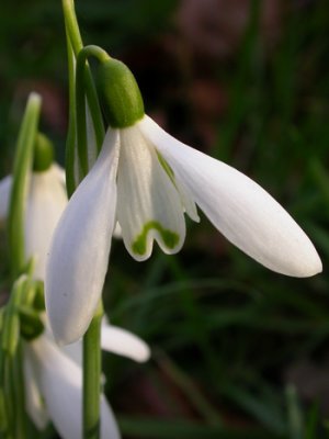 snowdrop in evening sun