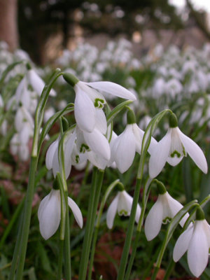 snowdrops