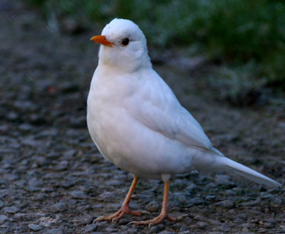 white Blackbird 2007
