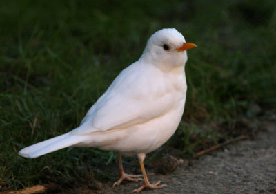 (ALBINISTIC )WHITE BLACKBIRD
