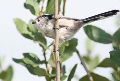 LONG-TAILED TIT.