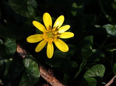 Lesser-Celandine.