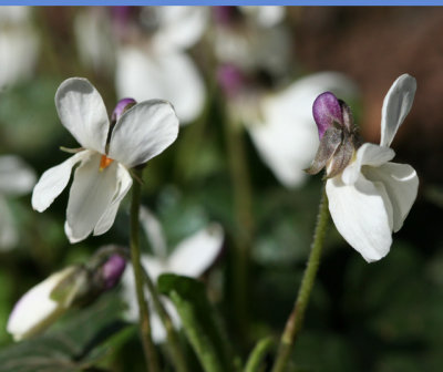 Sweet Violet(white form)