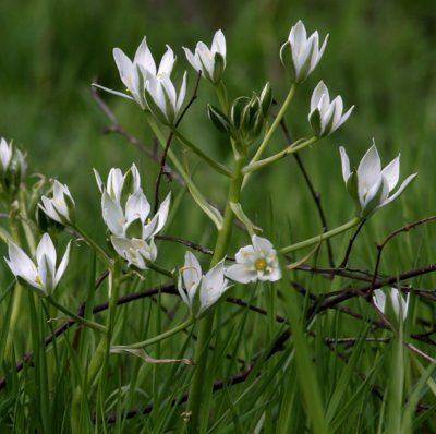 Star of Bethlehem