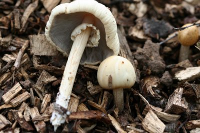 Agrocybe rivulosa.